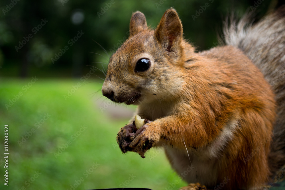 Fototapeta premium Brave squirrel