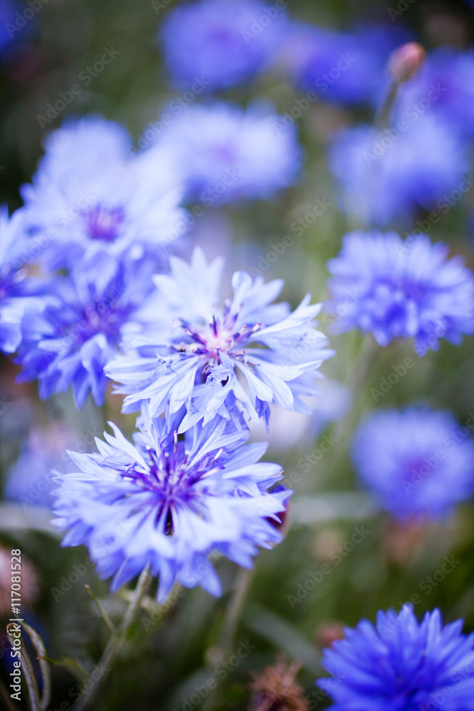 Cornflower Cornflower