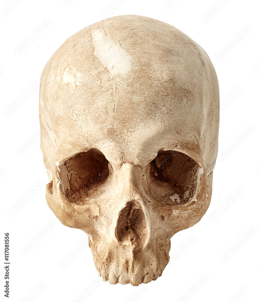Human skull Human skull