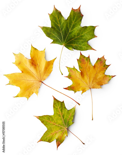 Leaves of maple tree