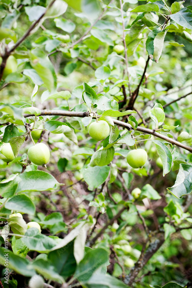 Apple tree