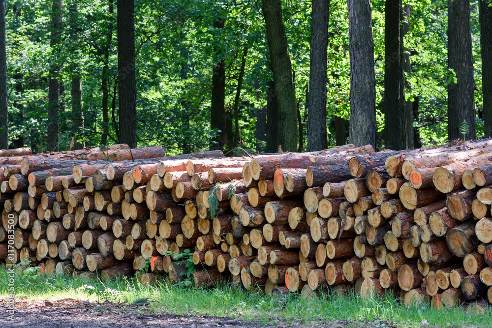 Tree trunks cut and stacked in forest.