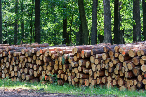 Tree trunks cut and stacked in forest.