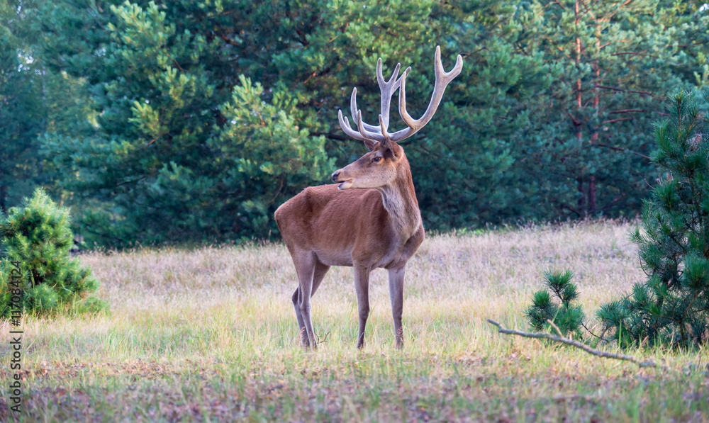 Fototapeta premium Ein Rothirsch steht auf einer Lichtung im Wald