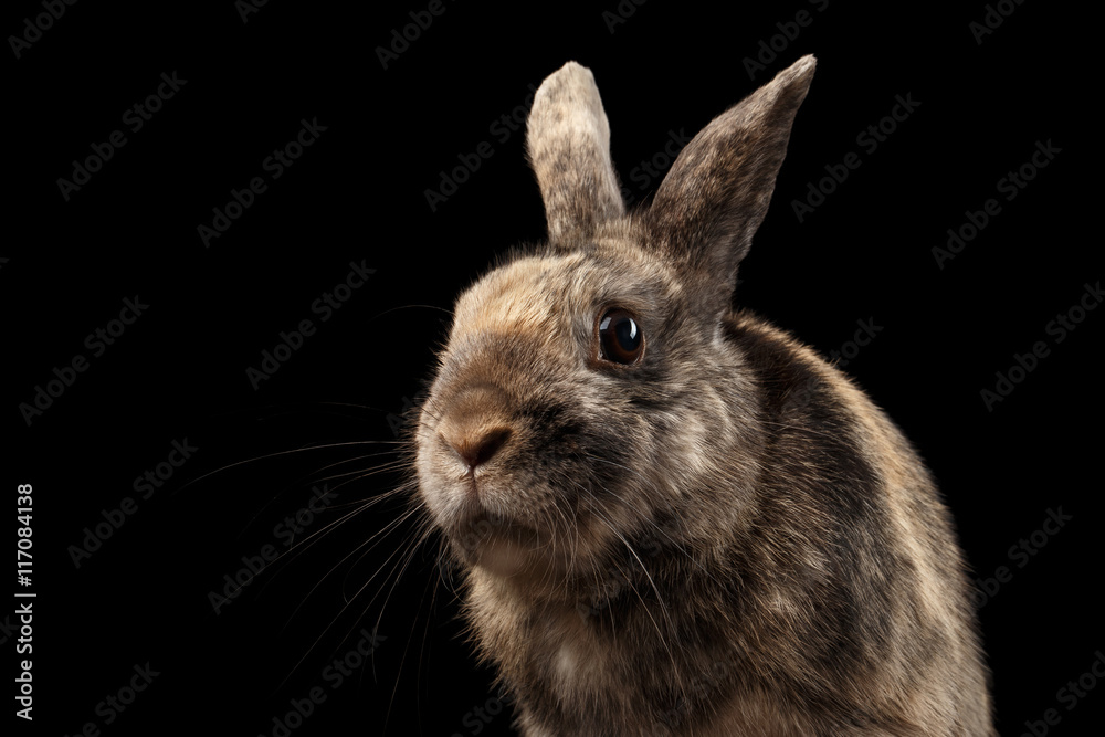 Fototapeta premium Closeup Head Funny Little rabbit, Brown Fur, isolated on Black Background, Front view