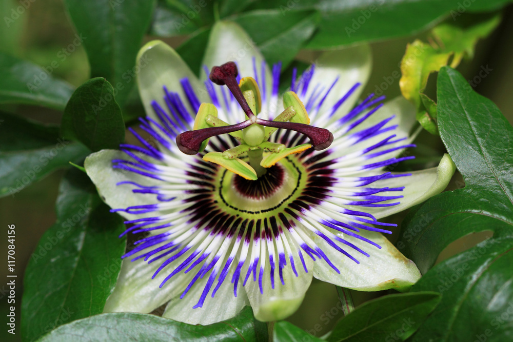 Passionflower (Passiflora caerulea) is a creeper Passionflower (Passiflora caerulea) is a creeper