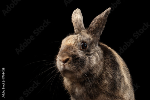 Closeup Head Funny Little rabbit, Brown Fur, isolated on Black Background, Front view