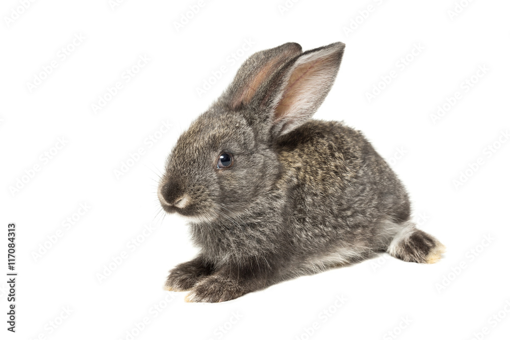 rabbit on a white background rabbit on a white background