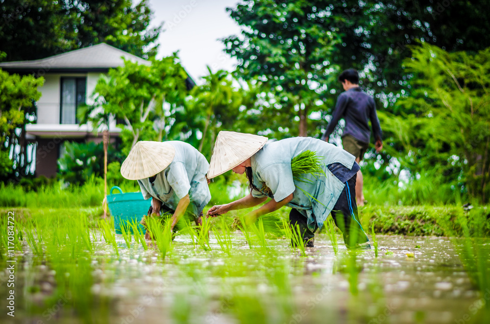 Transplant rice seedlings in Champasak, Laos.