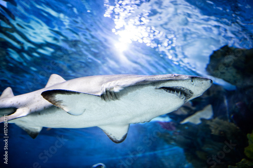 great white shark swimming.