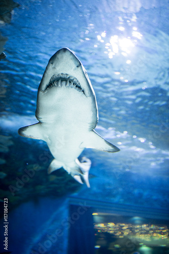 white shark swimming.