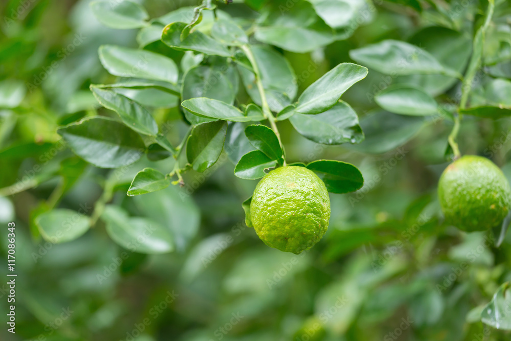 green Bergamot on Tree