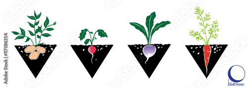 illustration, logo or icon of root vegetables, such as potato, carrot, turnip, and radish, growing in black triangle of earth 