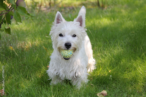 Westie z piłką