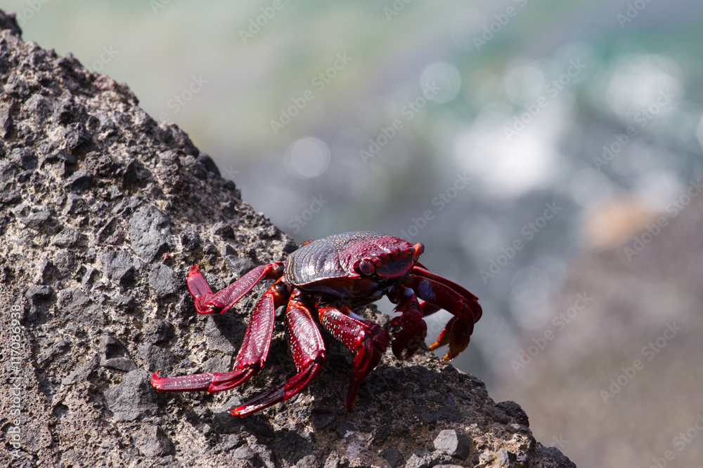Closeup red crab on black volcanic stone. Canary islands, Tenerife