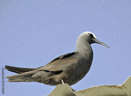 Anous stolidus or common Noddy a tropical seabird sitting on top of a roof, blue sky in the background  photo