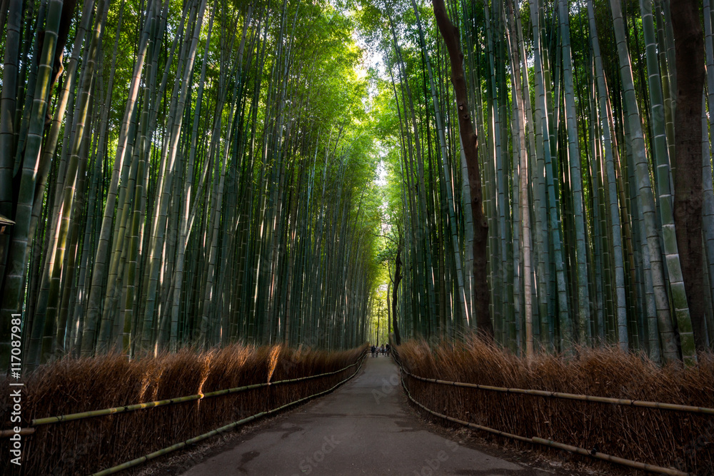Fototapeta Bambusowy gaj w Arashiyama, Kioto, Japonia.
