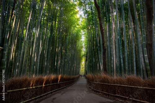 Bamboo grove of Arashiyama, Kyoto, Japan.