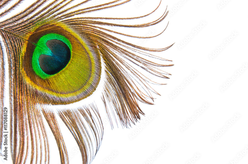 Obraz premium Peacock feather isolated on a white background