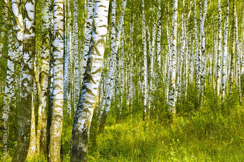 Obraz premium summer in birch forest