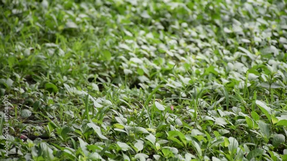 Grass in the garden. Relaxing sound and view. Morning in a day. Grass in the garden. Relaxing sound and view. Morning in a day.