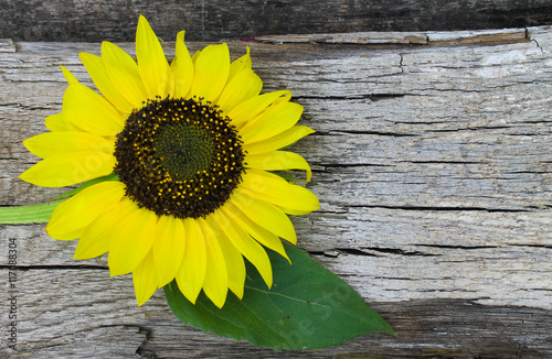 Fototapeta Naklejka Na Ścianę i Meble -  Sunflower on wooden background