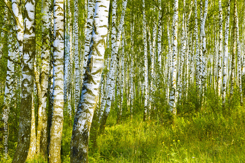 summer in birch forest