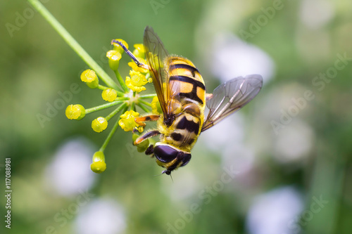 Ape gialla in primo piano impollina fiore, ape maia, ape, vespa, insetto su fiore, polline fiore giallo photo