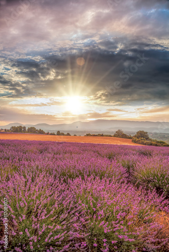 Lavender field against colorful sunset in Provence  France