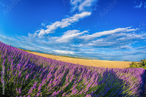 Lavender field against blue sky in Provence, France
