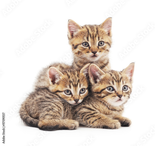 Three kittens. © voren1