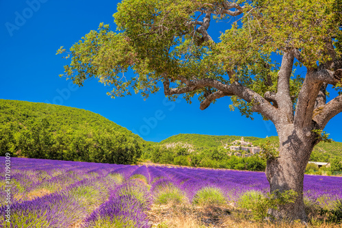 Simiane la Rotonde village with lavender field in Provence, France