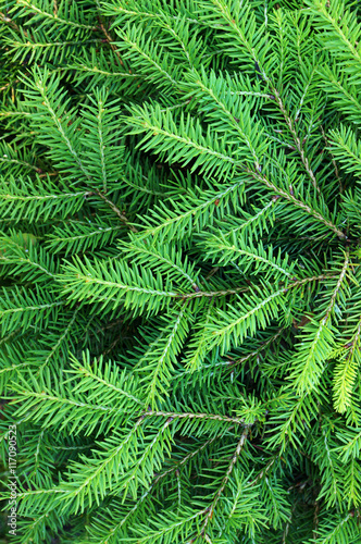 Green needles of fir tree.