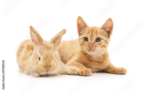 Red kitty and bunny.