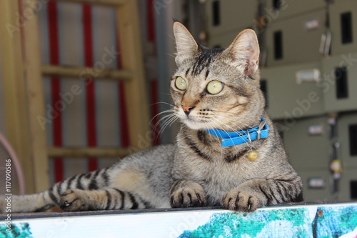 street cat on Phi Phi Island, Krabi Province, Thailand, Asia photo