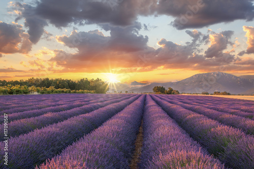 Lawendy pole przeciw kolorowemu zmierzchowi w Provence, Francja