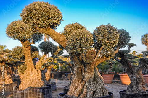 Decorative olive trees with globular crowns offered for sale.
