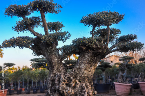 Old decorative olive tree offered for sale in nursery.