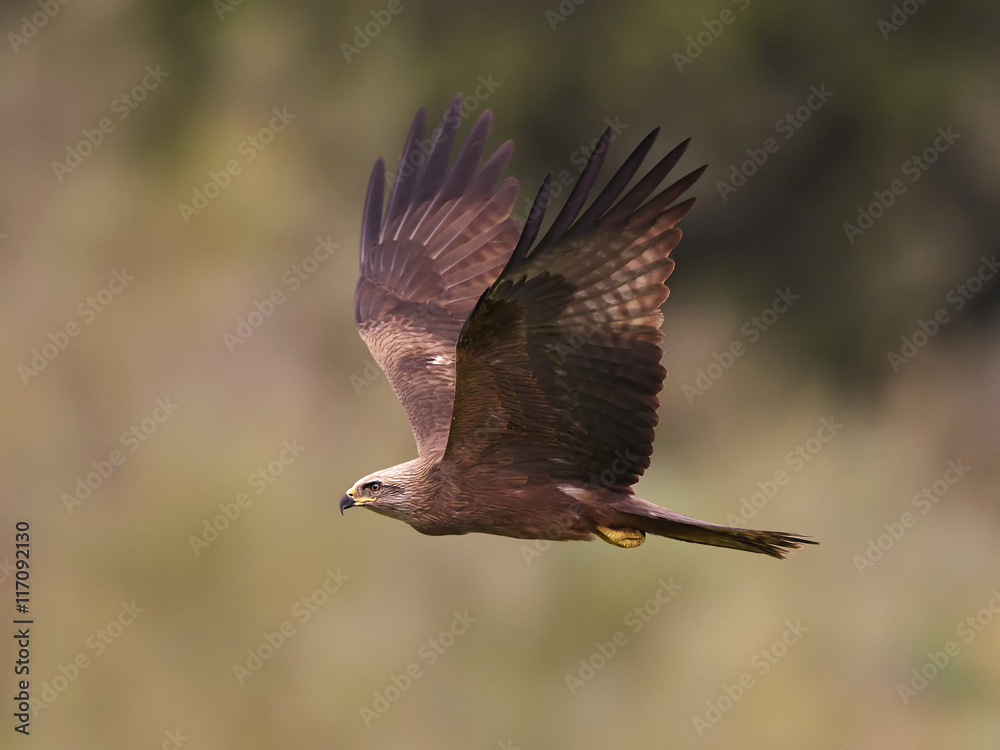 Obraz premium Black kite (Milvus migrans)