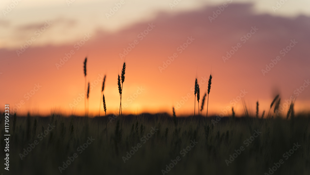 Grain heads of wheat plant silhouetted against sunset Grain heads of wheat plant silhouetted against sunset