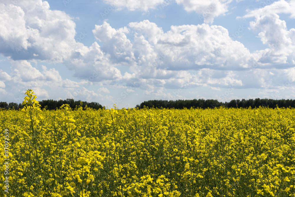 Canola crop farm field during summer Canola crop farm field during summer