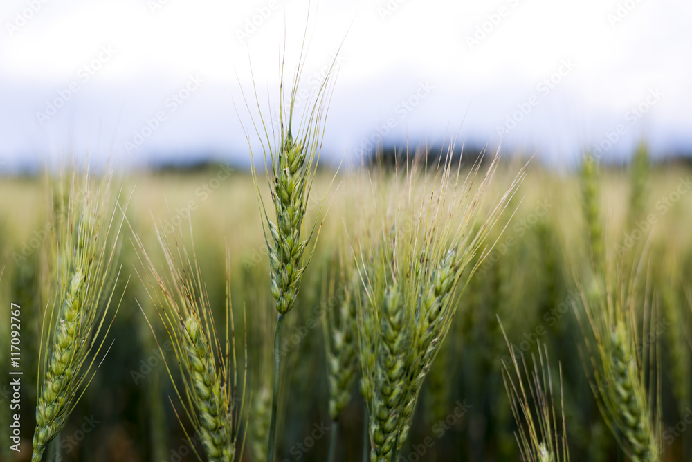 Grain head of wheat plant against field background