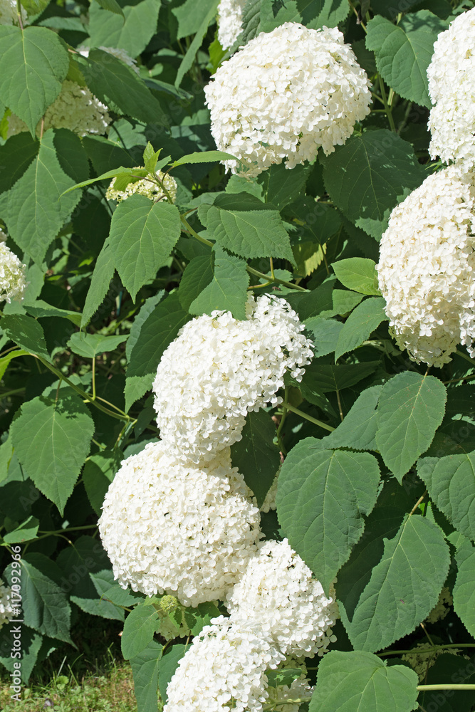 Blühende Hortensien, Hydrangea Blühende Hortensien, Hydrangea