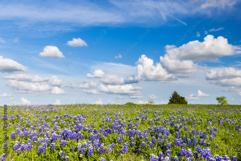 Fototapeta premium Texas Bluebonnet filed and blue sky in Ennis.