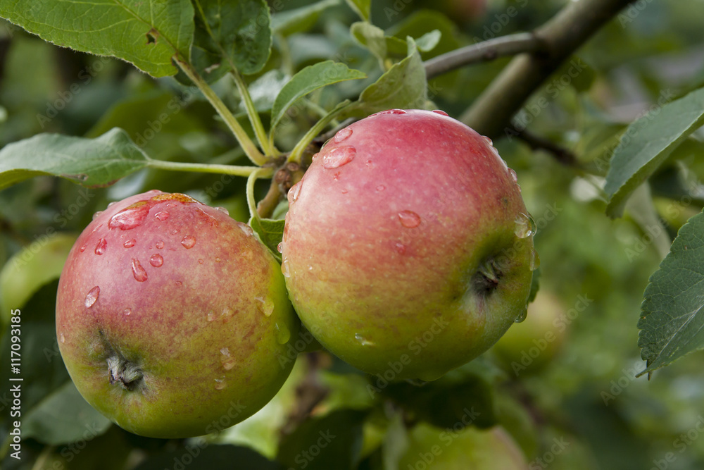 Apples hanging on a tree after the rain Apples hanging on a tree after the rain