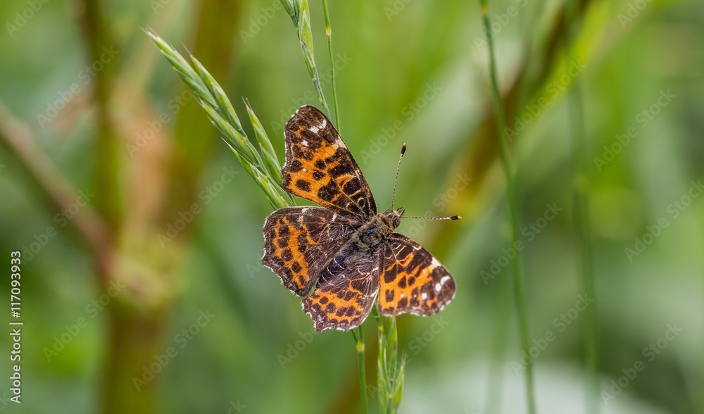 Obraz premium schmetteringe