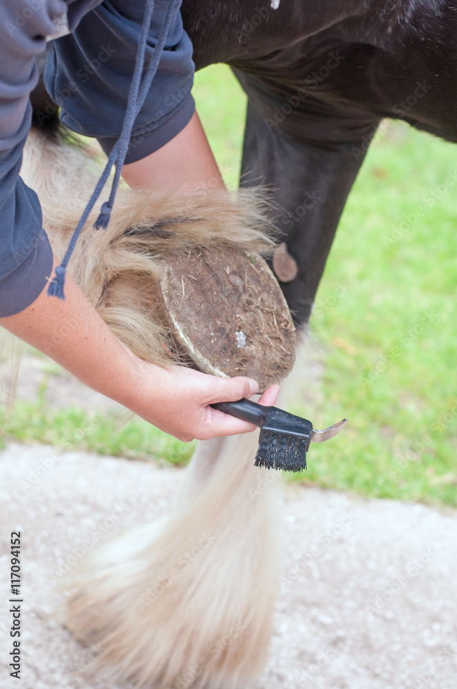 Horse hoof compacted with dirt & a stone before cleaning