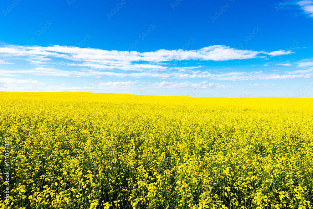 Obraz premium Canola crop farm field during summer