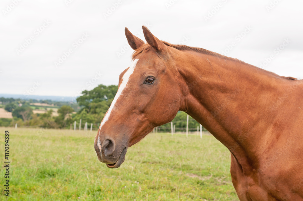 Portrait of a veteran thoroughbred 