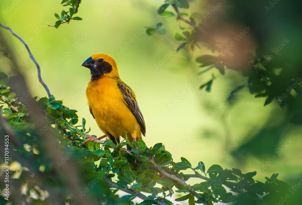 Naklejka premium Asian Golden Weaver